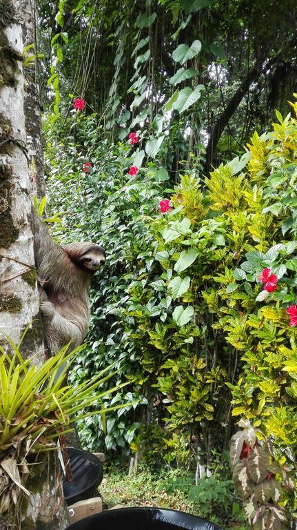 Talamanca Cabins カウイータ エクステリア 写真